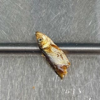 A sardine
